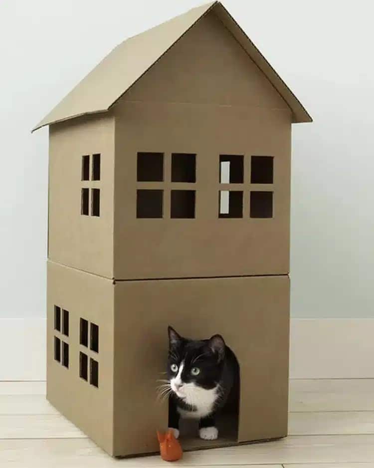 บ้านแมวจากกล่อง