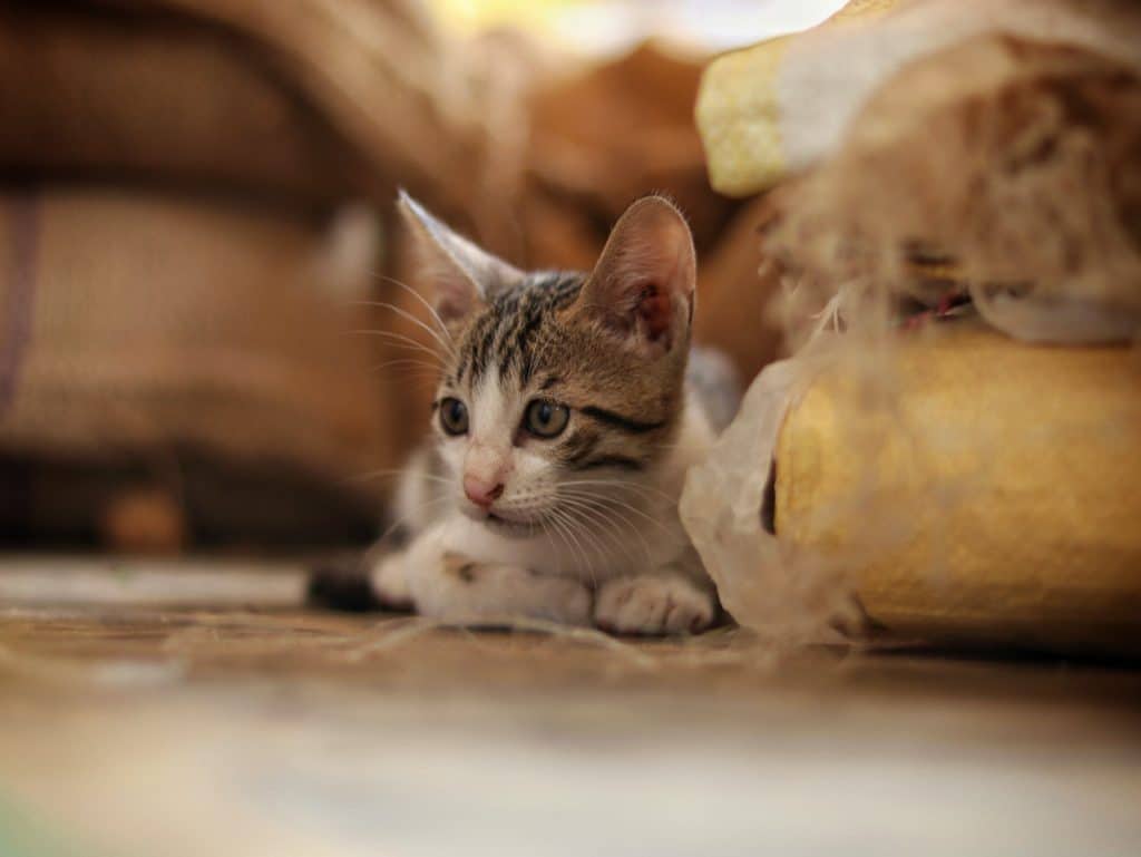 8 ไอเดีย บ้านแมว คอนโดแมว DIY ทำง่าย สามารถทำเองได้ (2024)